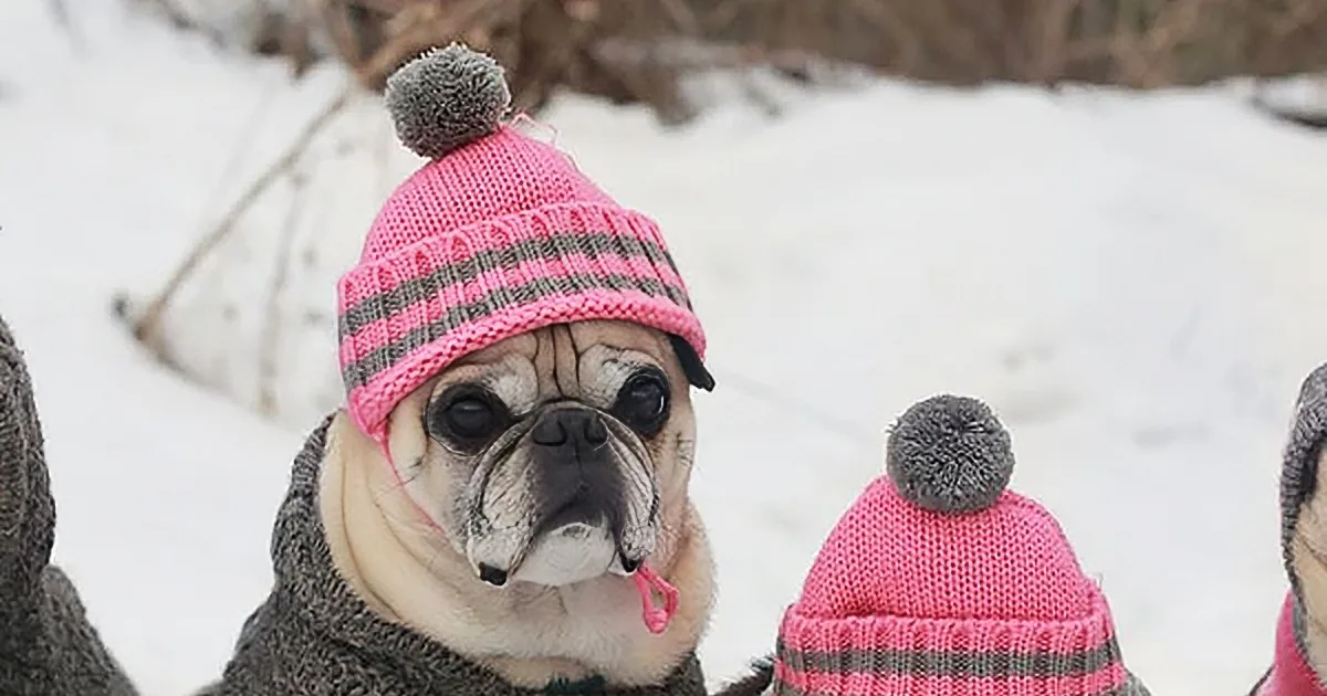 Adorable Pugs Are Going for a Sledding Party. What They Do? I Can''t Stop Smiling!
