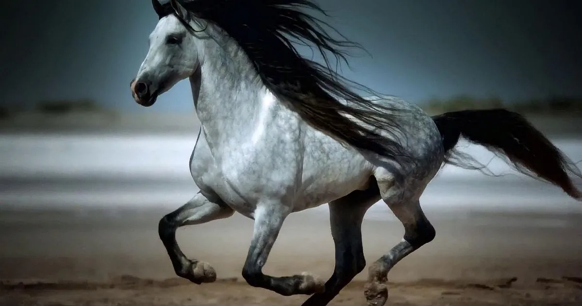 A majestic white horse with a flowing mane and tail gallops across a sandy terrain.