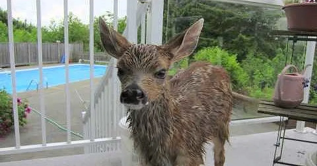 Tiny Fawn Was at the Brink of Death After Falling Into a Pool. but When This Happened? Amazing!