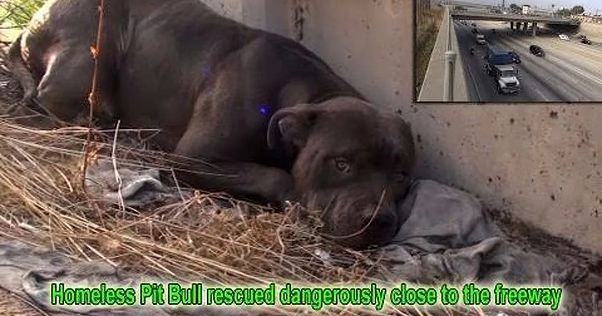 A homeless Pit Bull is lying on the ground near a highway, with a truck visible in the background.