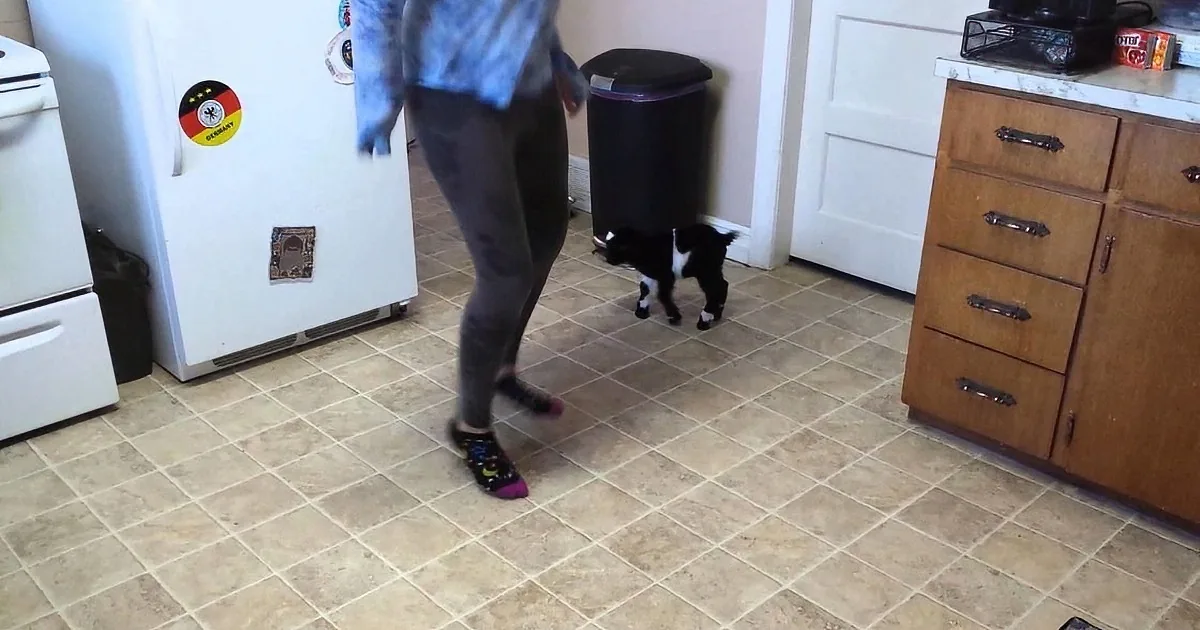 He Saw His Human Hopping in Front of Him, You''ll Be in Hysterics at What This Baby Goat Does!