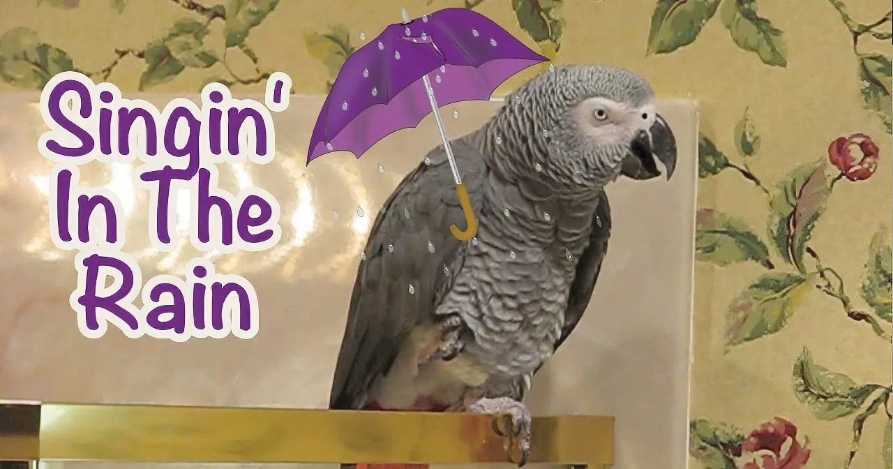 A parrot perched on a perch with a purple umbrella and raindrops, with "Singin' In The Rain" text.