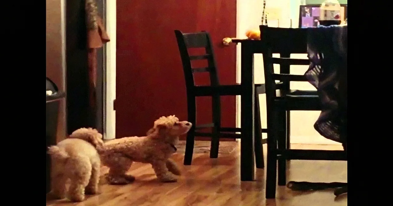 He Can''t Reach the Bone. but His Owners Were in Hysterics When They Saw What the Other Dog Did!