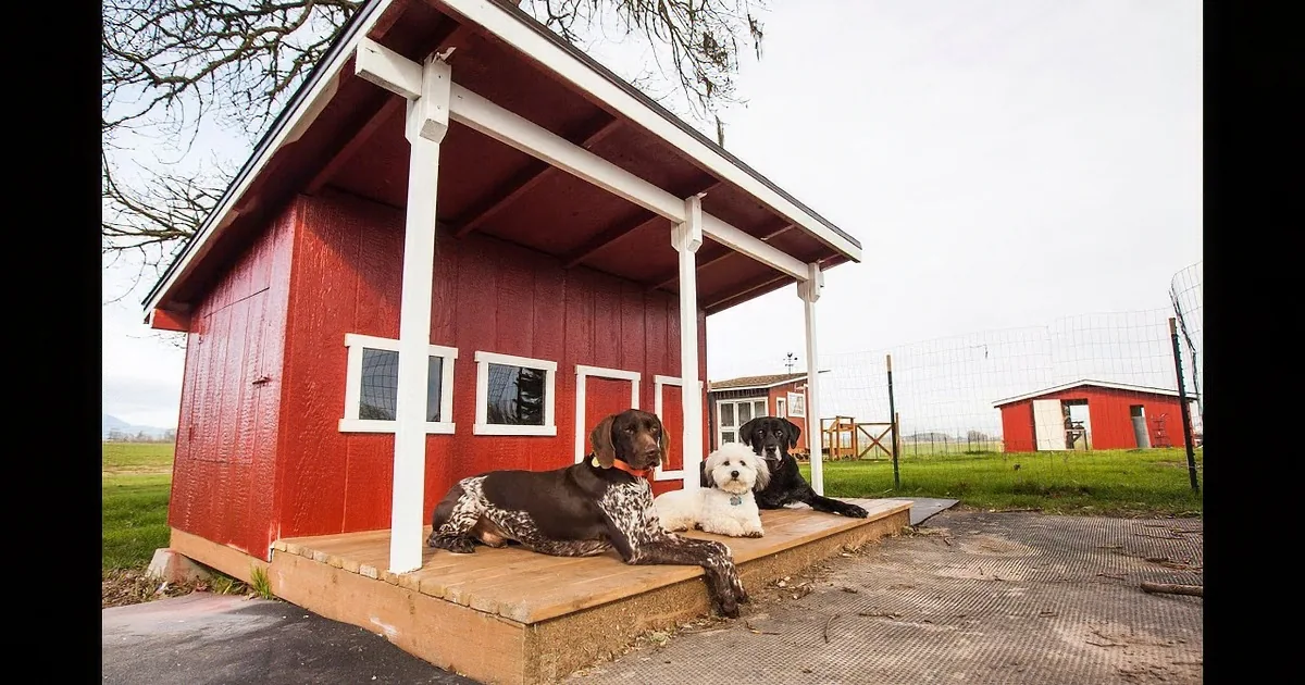 Three dogs rest on a porch of a red barn in a rural setting.
