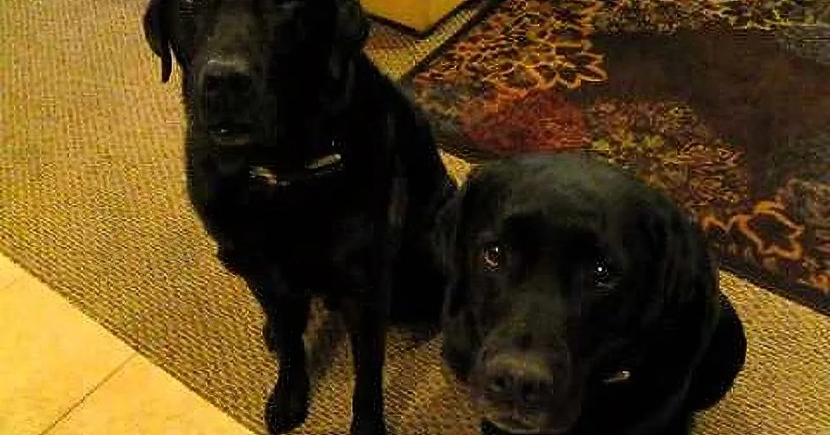 Two black Labrador Retrievers sit on a patterned rug, one looking directly at the camera.
