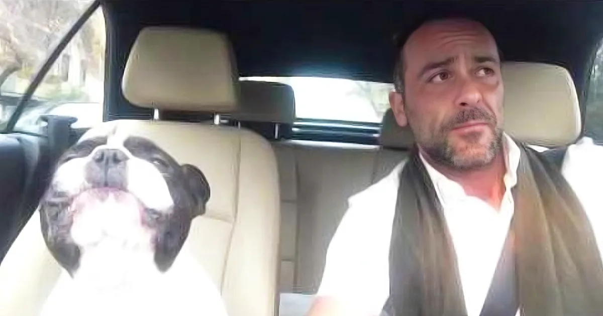 French Bulldog Hears His Owner Singing in the Car. How He Reacts? I Didn''t See This Coming!
