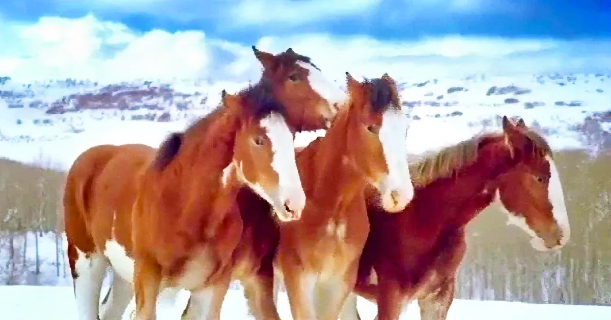 Clydesdales Having a Snowball Fight? You Won''t Believe Your Eyes
