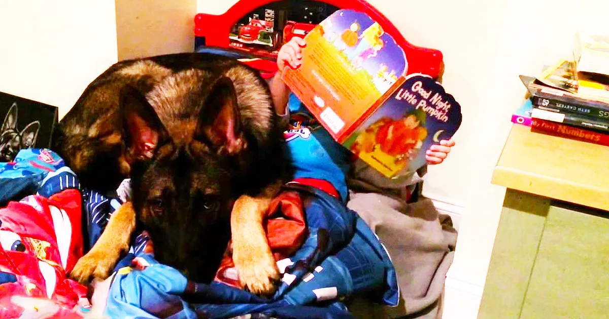 4-Year-Old Boy Gets Tucked Into Bed Each Night by His German Shepherd
