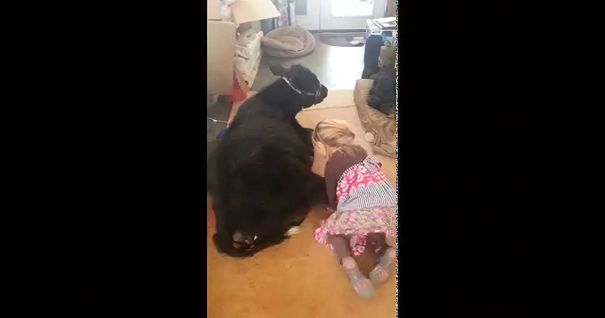 A black dog is sniffing a stuffed animal on a wooden floor in a cozy room.