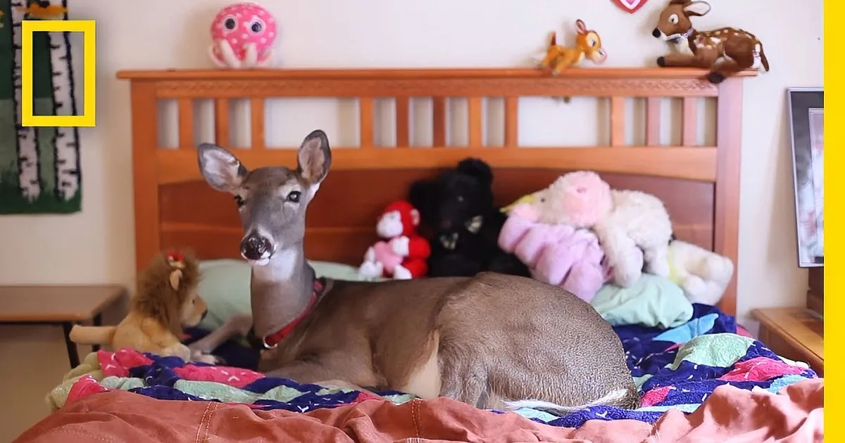 She Saved This Deer''s Life. but Watch What the Deer Does in Return? Priceless!