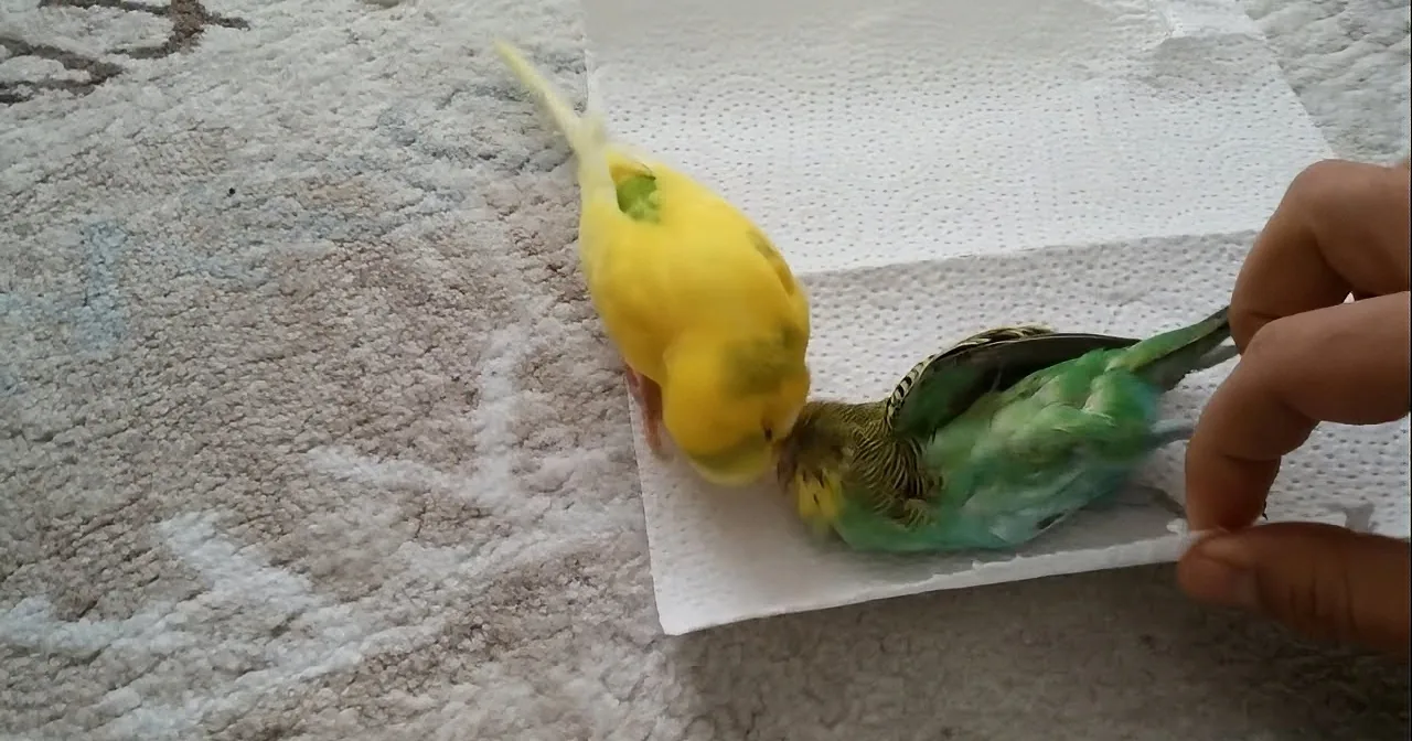 She Just Found out That Her Best Friend Passed Away. How This Budgie Reacted Left Me in Tears