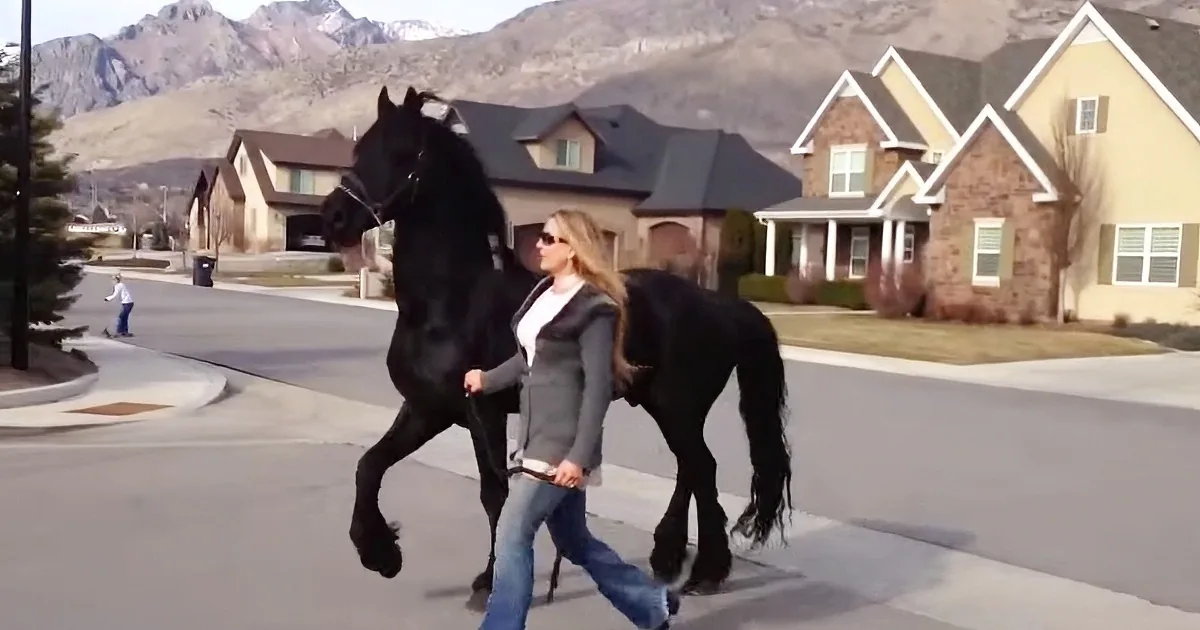 She Wanted to Take Her Giant Stallion for an Evening Walk. He Definitely Knows He Is the Coolest Guy in Town