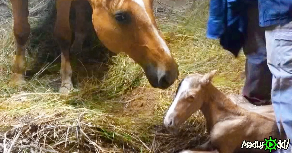 Mama Horse Is About to Have a Baby, Then Vet Is Called for a Miracle