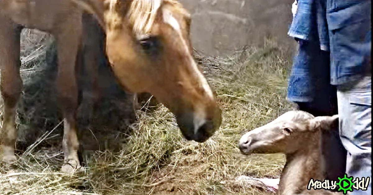 A horse and a foal are grazing on hay, with a person in jeans nearby.