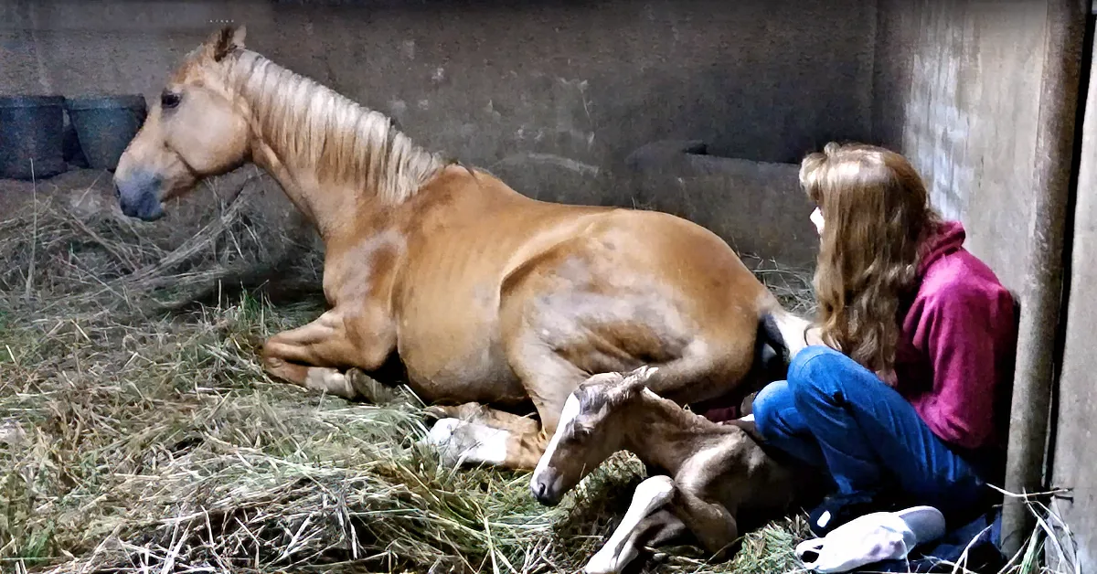 A woman sits beside a light brown horse and its foal lying on straw in a stable.