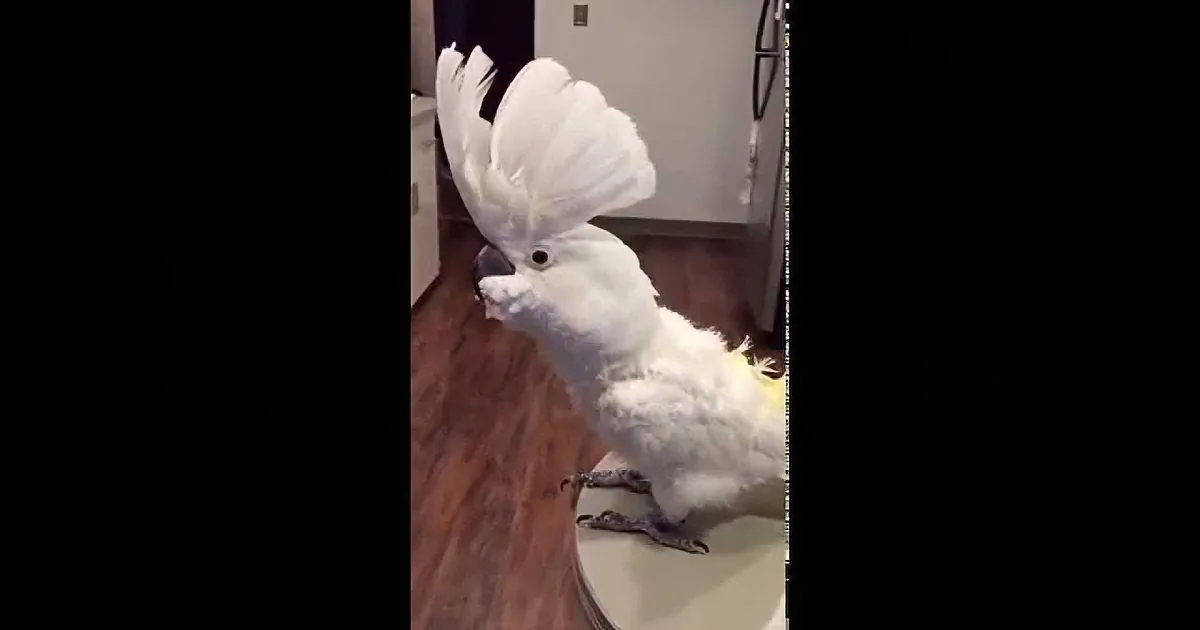 A white cockatoo with a large crest perches indoors on a wooden floor.
