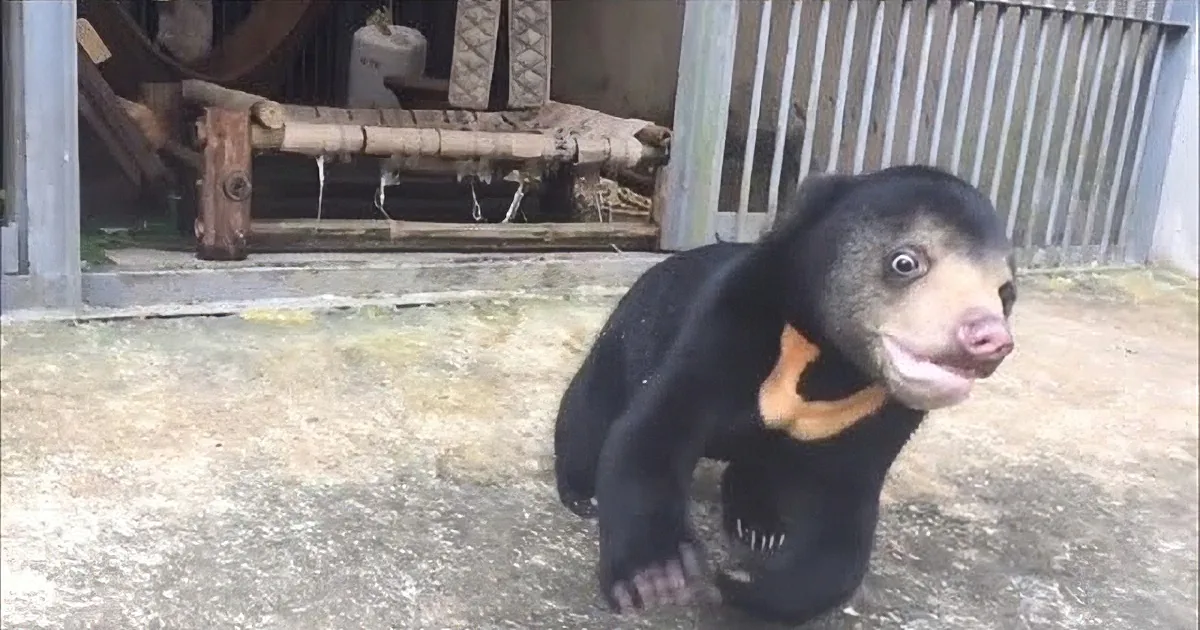 His Mother Was Killed by a Hunter. Wait Till You See What Happens When He Gets Rescued!