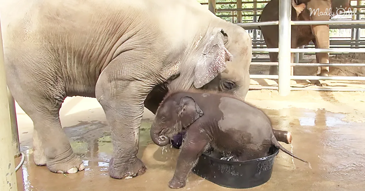 Mama Elephant Decides Her Little One Has Had Enough Time in the Bath. Hilarious!