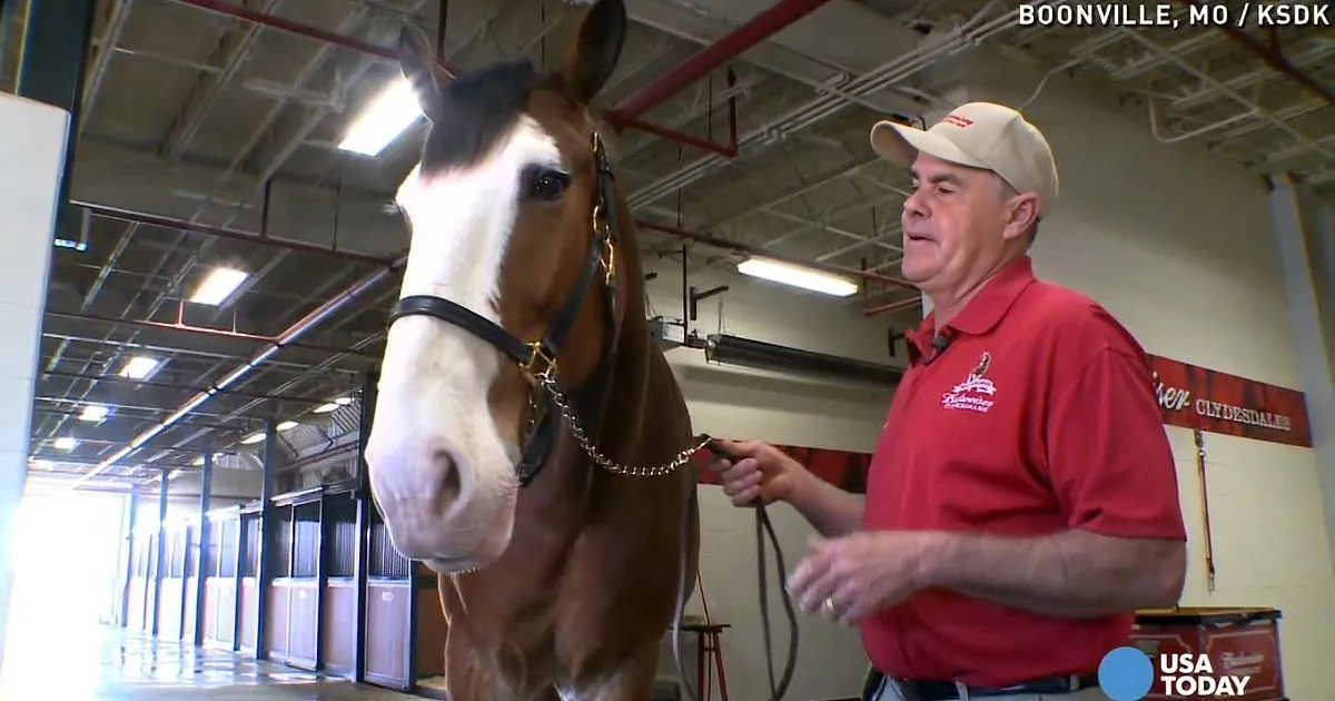 A man in a red shirt and cap stands beside a brown horse with a white blaze, in a stable setting.