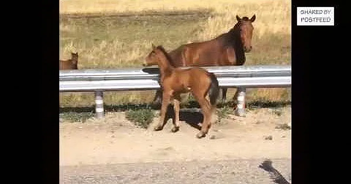 They Saw a Lost Baby Horse on the Road. but What These People Did Next Almost Broke Me Down!