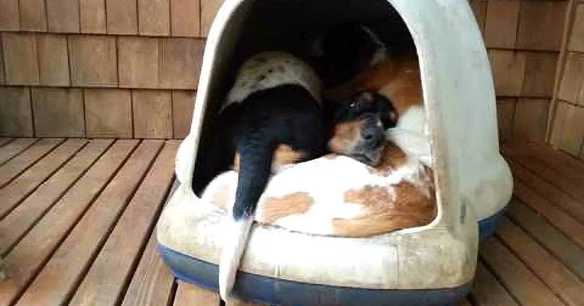 She Went on the Porch to Get a Photo of the Dog, but Got a Lot More