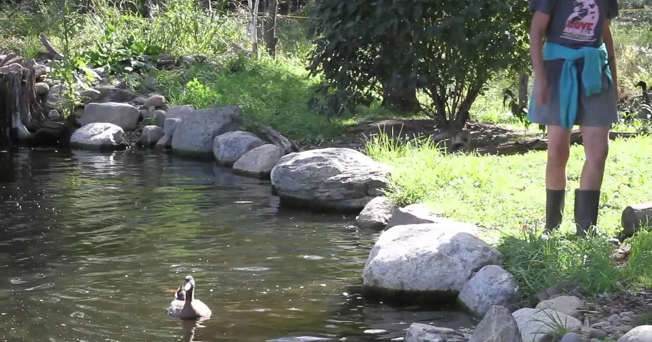 A duck swims in a pond surrounded by rocks, with a person standing nearby in a grassy area.