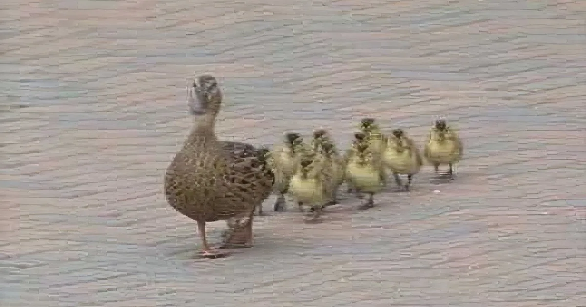 A mother duck leads her ducklings in a line across a paved surface.