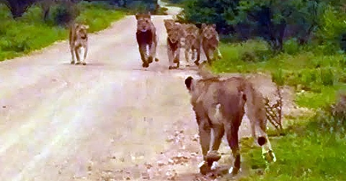 A group of lions is walking down a dirt road in a lush green environment.