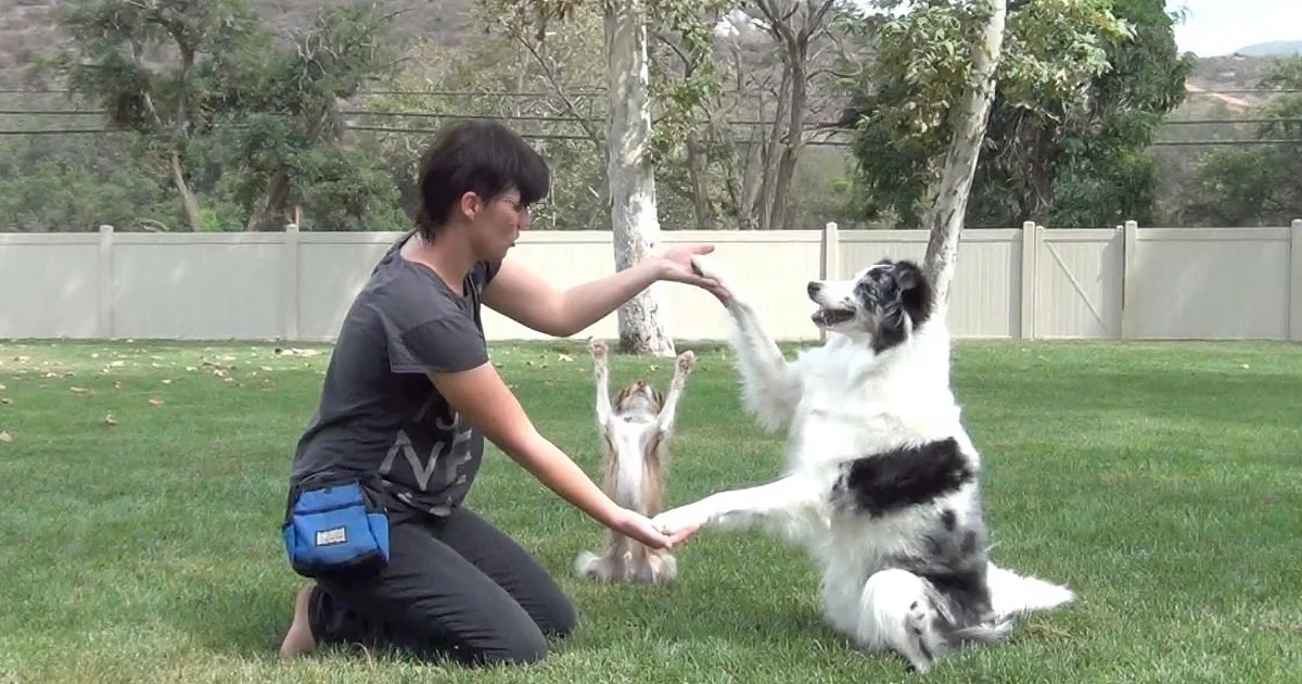 A person is training a white and black dog to give a high-five in a grassy yard.