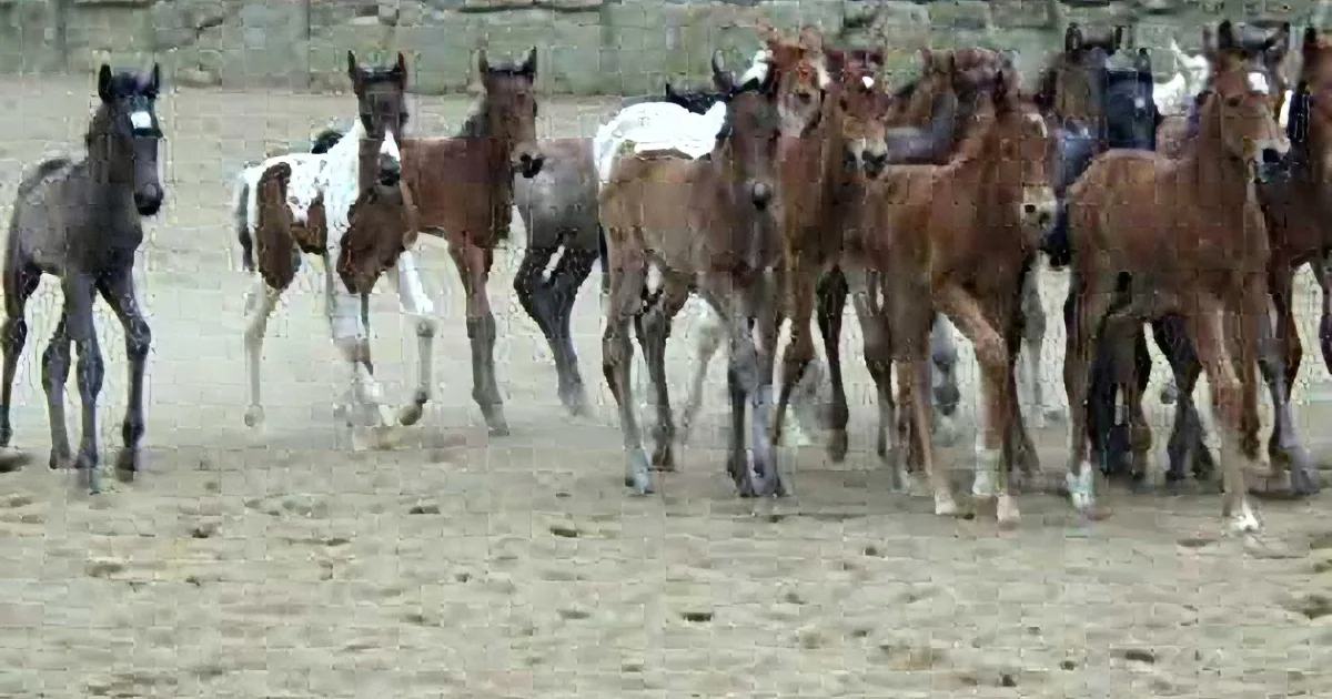 These Foals Were Scheduled to Be Executed Right After They Were Born. but Then? Beautiful!