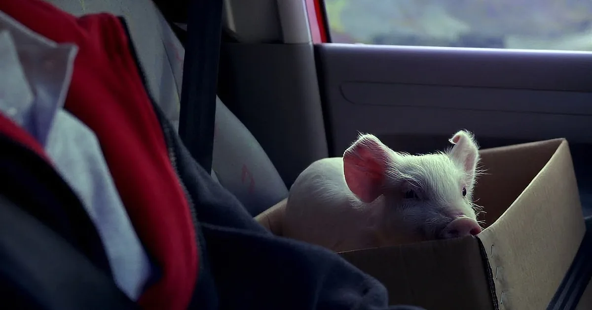 A piglet rests in a cardboard box inside a car, with its head peeking out.