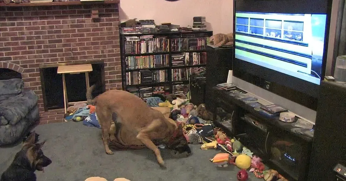 Two dogs playfully interact amidst toys and clutter in a cozy living room with a TV and bookshelf.