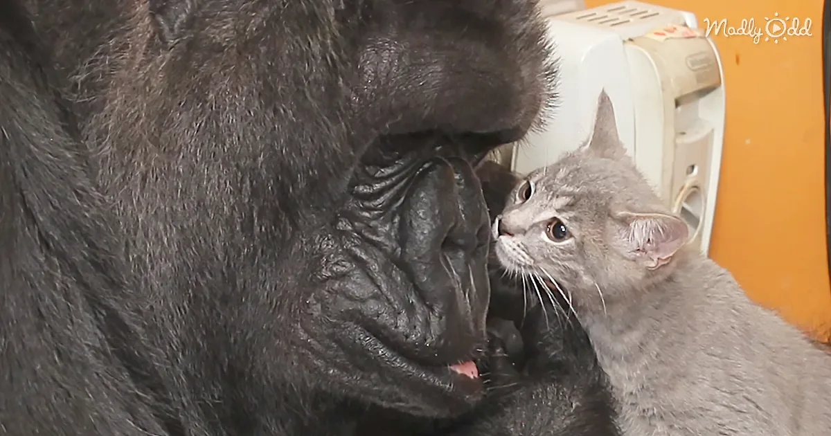 When Koko the Gorilla Gets Two Kittens for Her Birthday, Her Maternal Instincts Were Immediate