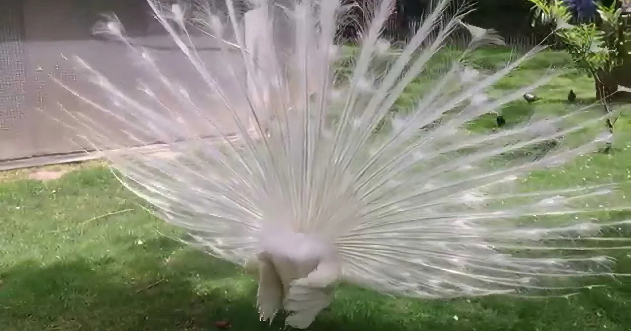 He Finds out He Was Being Filmed. What This Peacock Does Next? I Can''t Close My Eyes! Whoa!