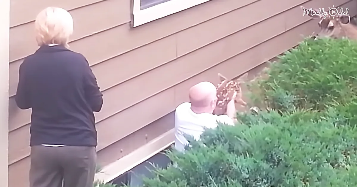 Newborn Fawn Is Stuck in the Bushes. This Wonderful Man Was Able to Help