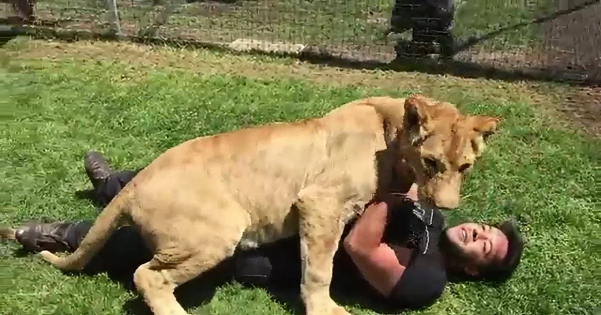 He Entered That Big Lioness'' Cage. but What the Lioness Does? I''m Speechless! Incredible!
