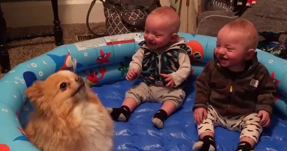 Two babies in a pool with a fluffy dog, both laughing joyfully.
