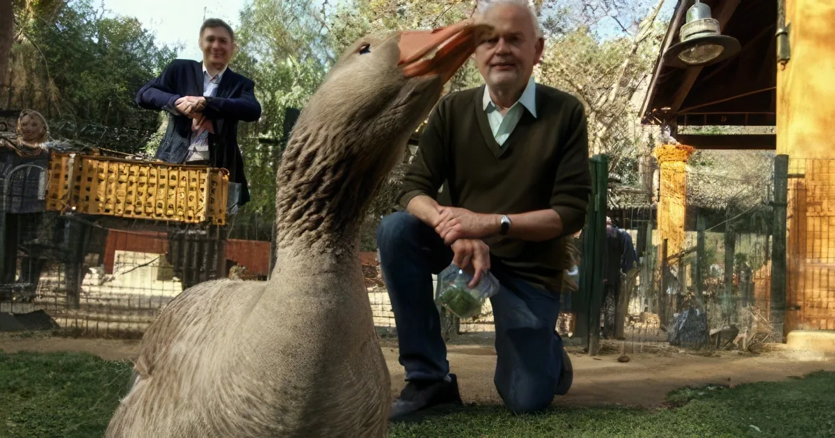 This Goose Really Loves His Human Friend. How He Protects Him From a German Shepherd? LOL!
