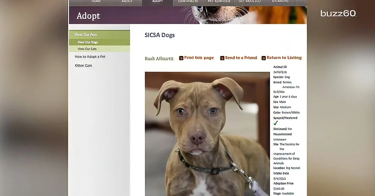 A webpage listing a dog for adoption, including details like breed, age, and adoption price.