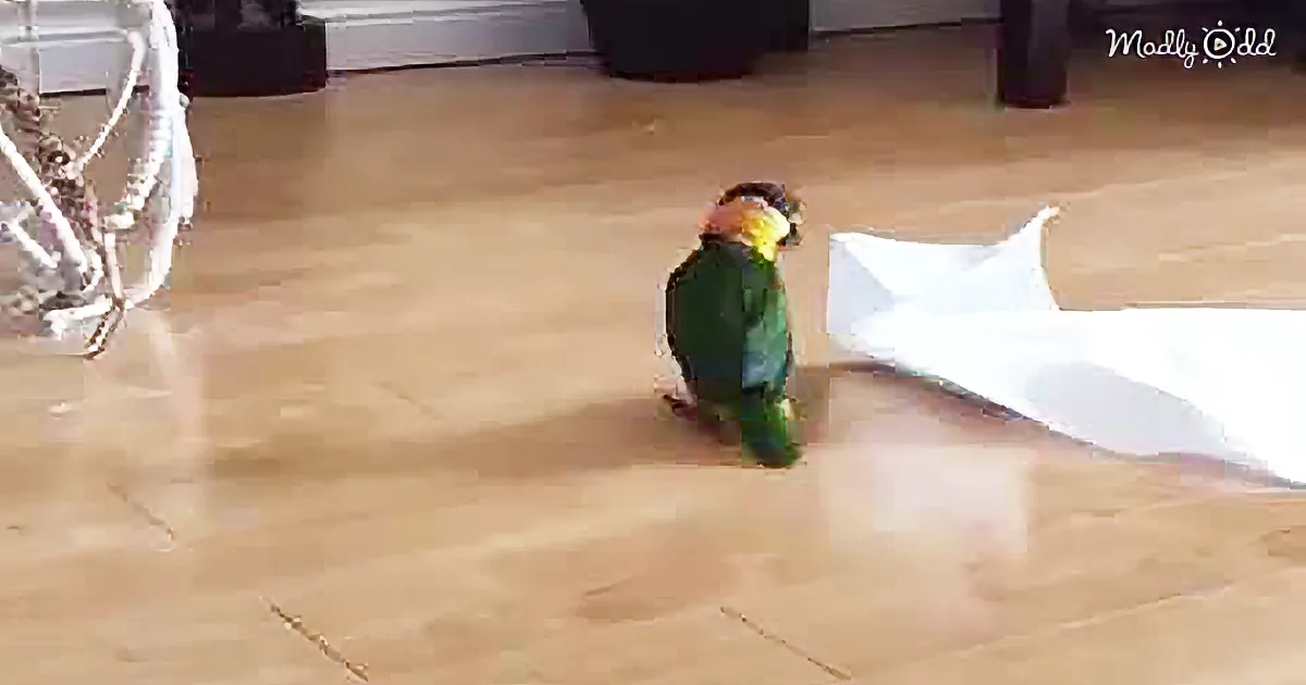 Caique Parrot Loves to Hop, Whistle, and Play - With His Paper Towel