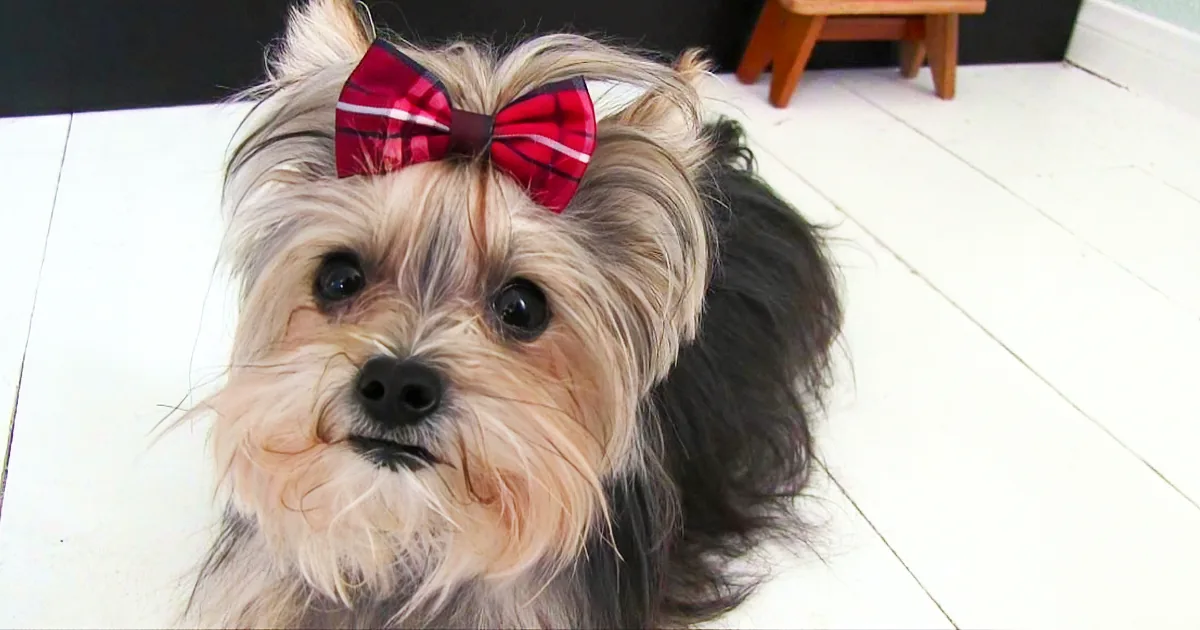 A small dog with a red plaid bow on its head sits on a white tiled floor.