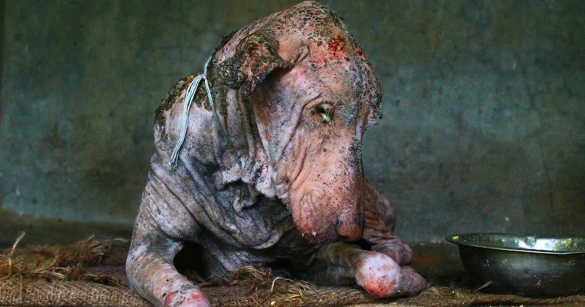 A severely emaciated dog with visible injuries and a bandaged ear lies on straw, looking weak and distressed.