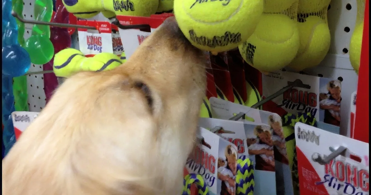 A dog is playfully interacting with a yellow tennis ball in a pet store aisle.