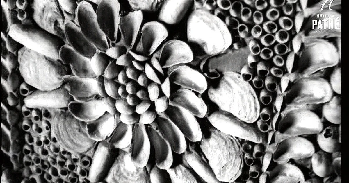 A detailed black-and-white close-up of a succulent plant with layered leaves.