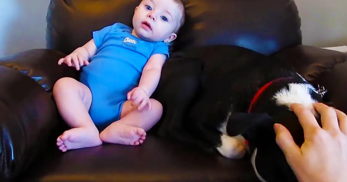 A baby in a blue onesie lies on a black leather couch, looking at a hand holding a dog's paw.