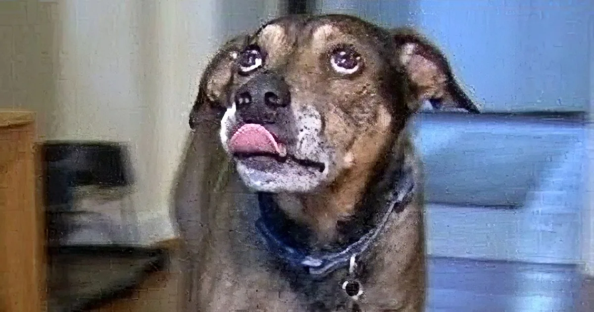 A dog with a surprised expression and its tongue out, surrounded by smaller images of itself.