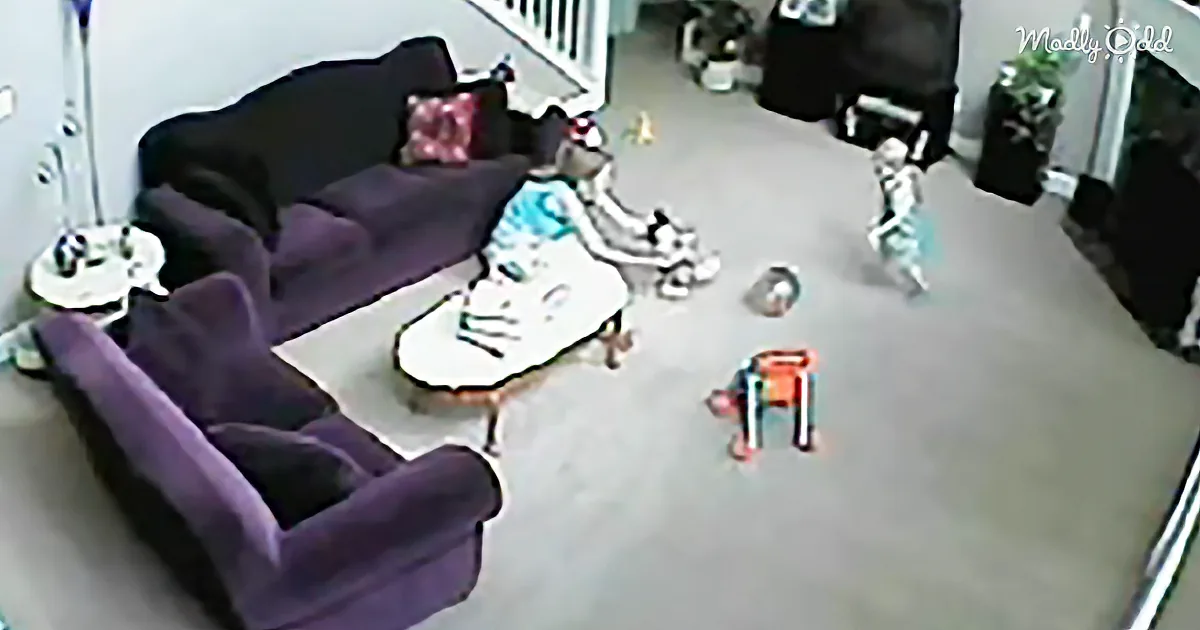 Cat Thought the Babysitter Was Hurting the Baby so Took Charge