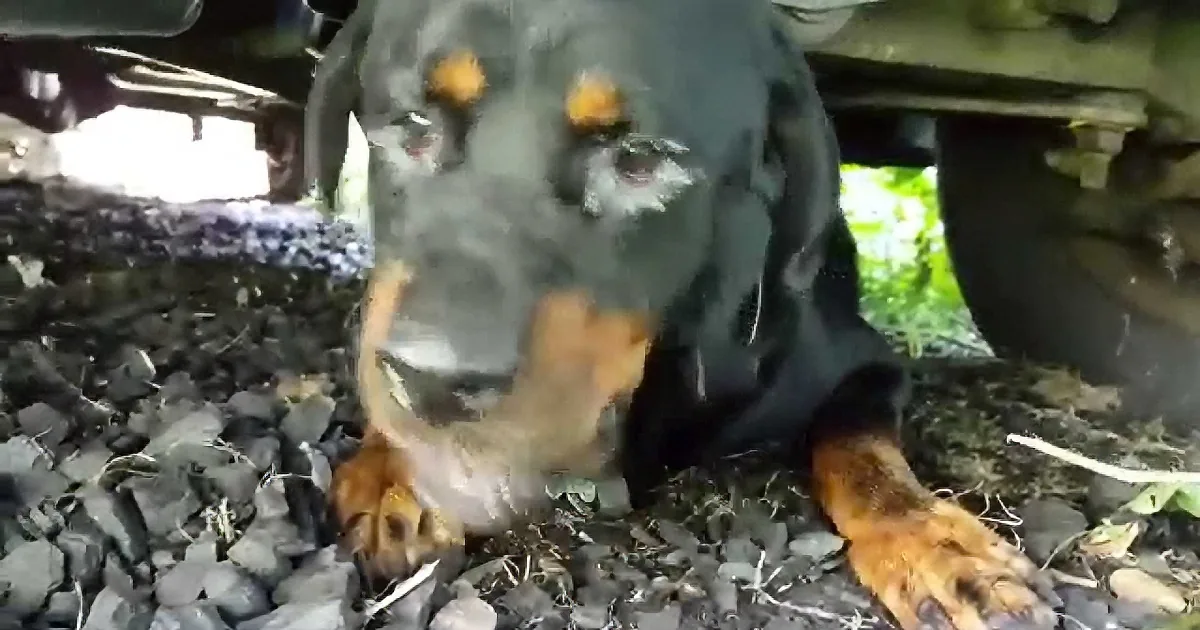 This Poor Rottweiler Was Stranded by an Abusive Owner, but Watch When a Strange Man Finds Her!