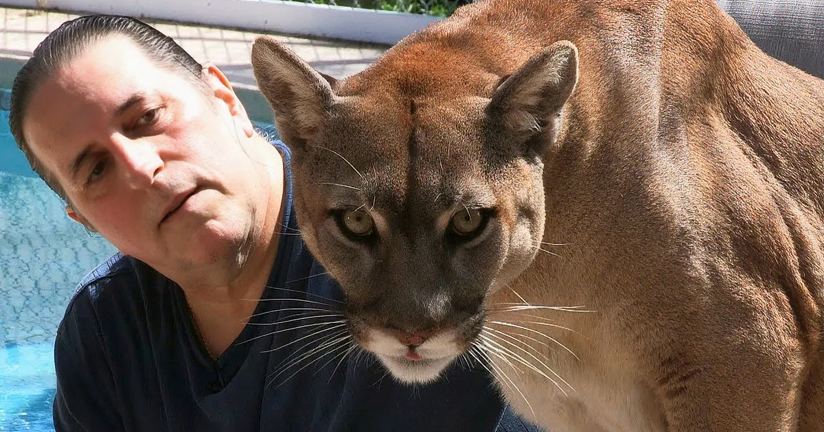 He Adopted a Tiny Baby Cougar. but No One Was Expecting to See This Happen! Unbelievable!