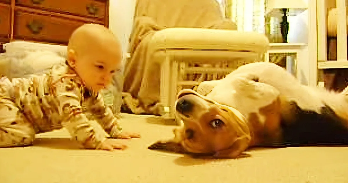 Baby Meets His Family Dog for First Time. but When He Does This, He''ll Steal Your Heart!